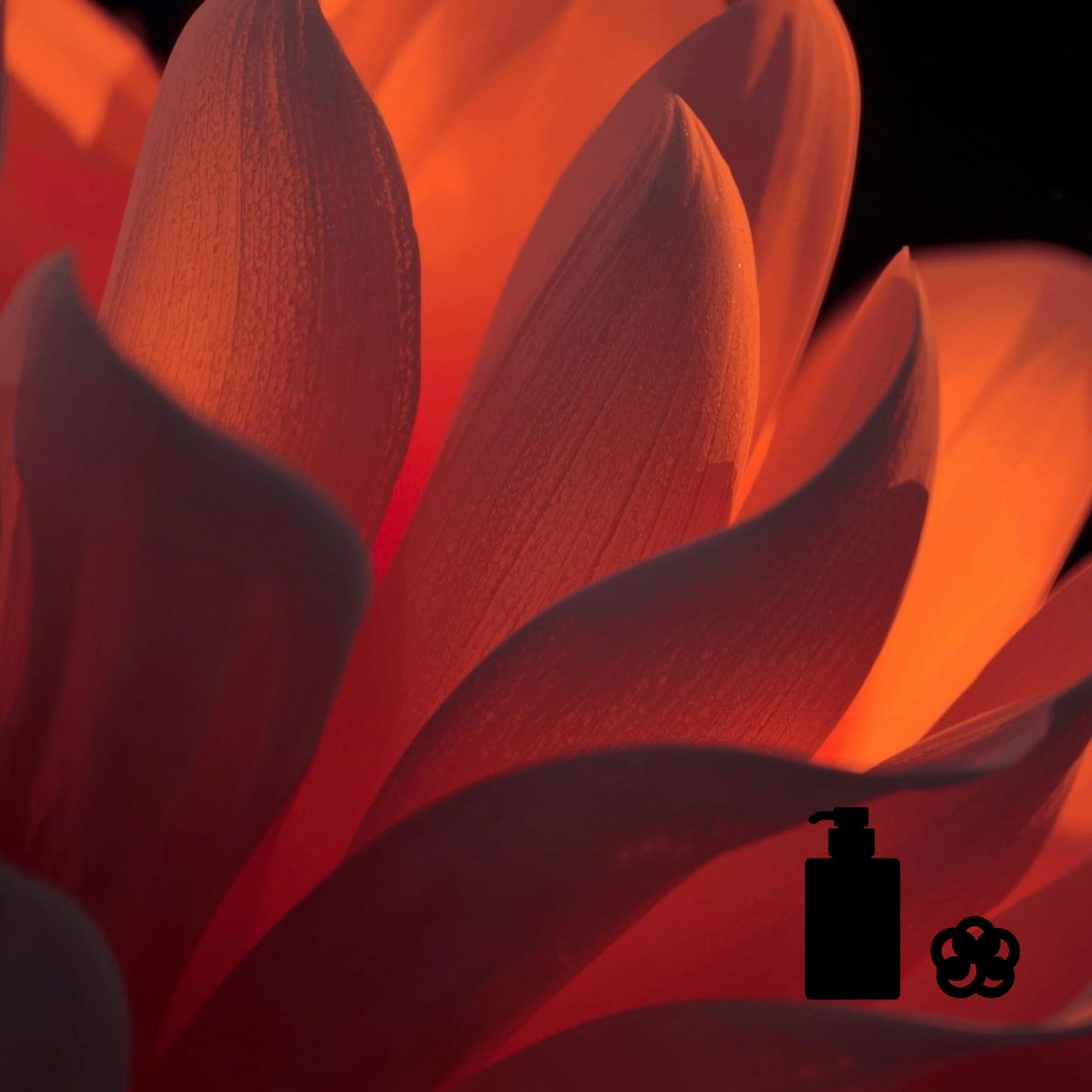 Close-up of warm orange flower petals with soft lighting, with black body‑wash and loofah icons in the corner.