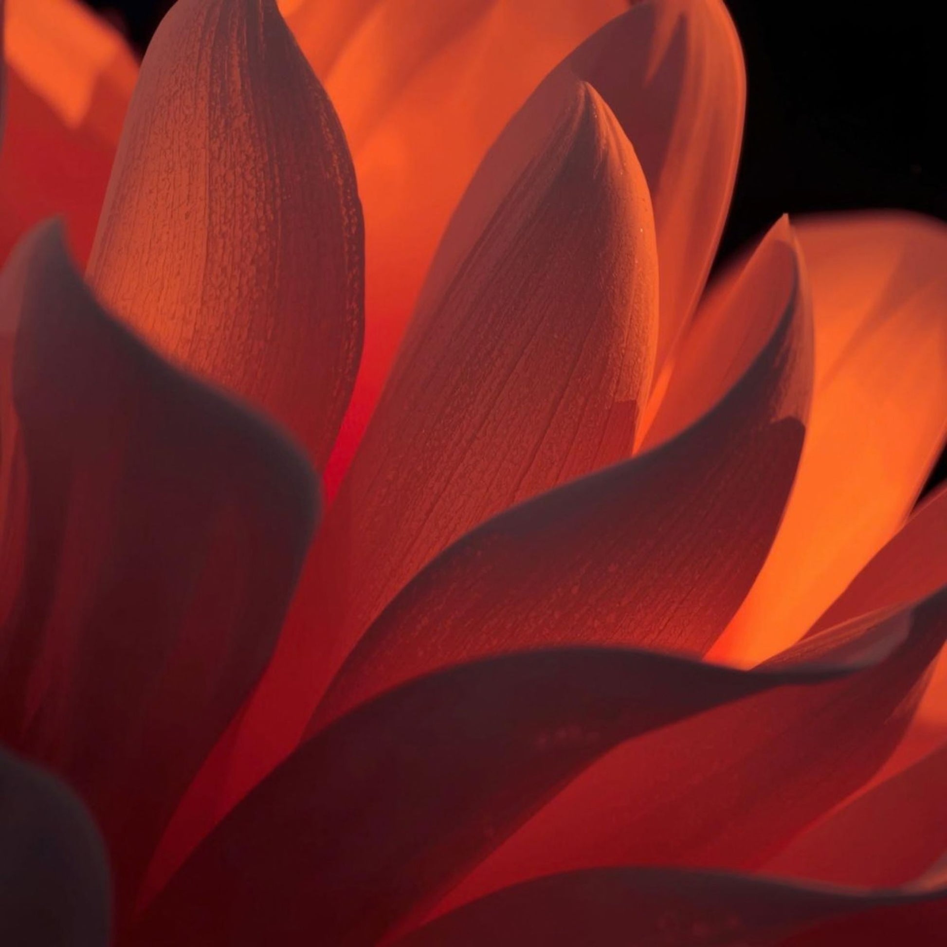 “Abstract warm amber folds glowing softly in low light, representing the Bloom After Dark soap bar by Metaphor Perfumes.”