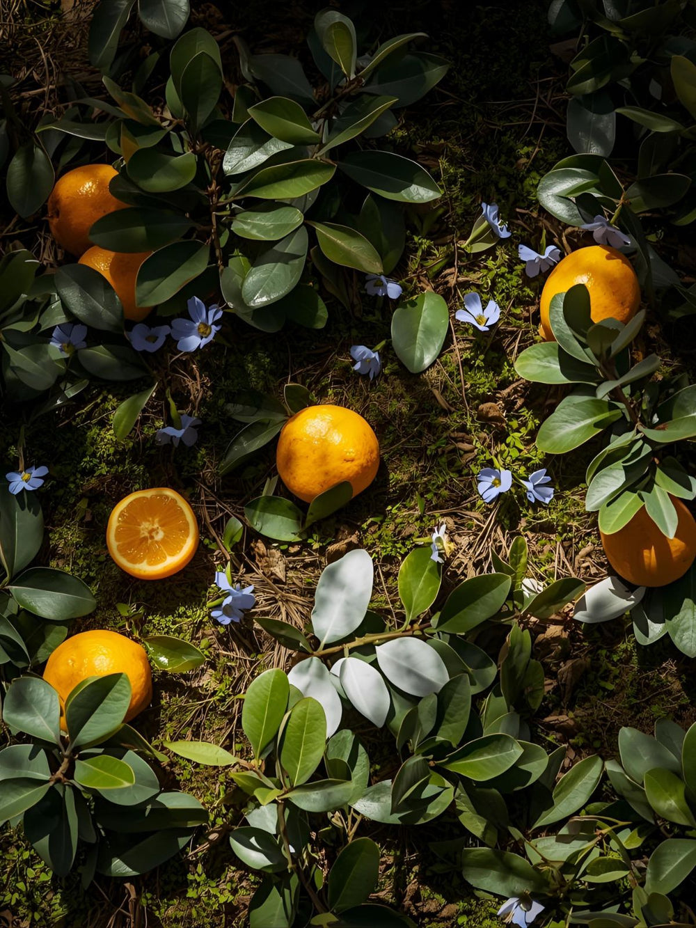 Oranges, green leaves, and purple flowers arranged on mossy surface in natural light